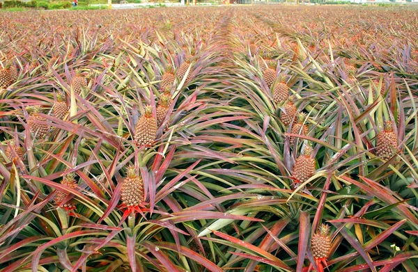 Большое поле с ананасами — стоковое фото