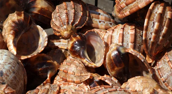 Grande Gastropod Sea Shells — Fotografia de Stock