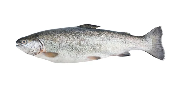 分離した新鮮な鱒魚 — ストック写真