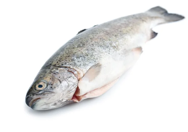 Fresh trout fish isolated, diagonal — Stock Photo, Image