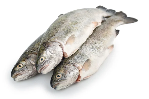 Three fresh trout fish isolated, diagonal — Stock Photo, Image