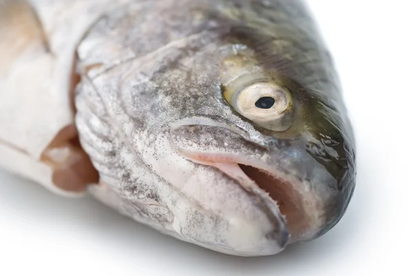 Färsk fisk huvudet närbild — Stockfoto