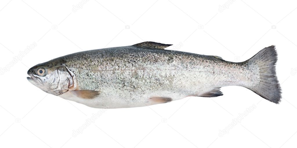 Fresh trout fish isolated