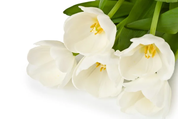 Vita tulpaner blommor bukett — Stockfoto