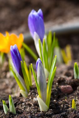 Buds violet crocuses macro clipart