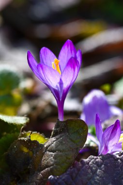 Sring crocus in backlighting clipart