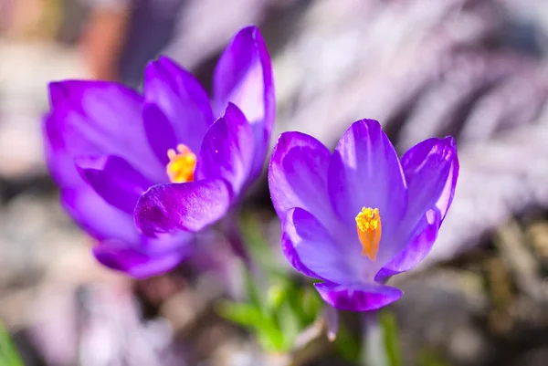 Два фиолетовых крокус-макро — стоковое фото