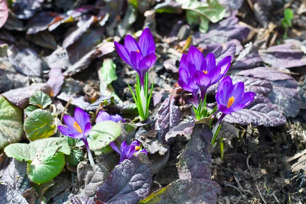 Violet crocuses growing in the ground — Stock Photo, Image