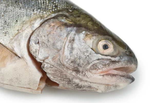 Fecho da cabeça de peixe fresco — Fotografia de Stock