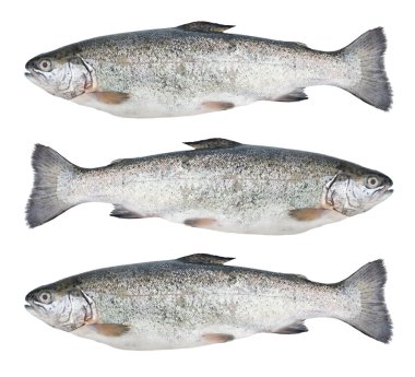 Three fresh trout fish isolated clipart