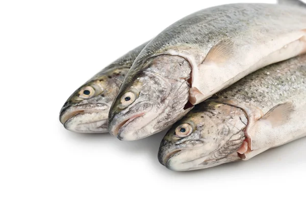 Tre färska öring fisk isolerade — Stockfoto