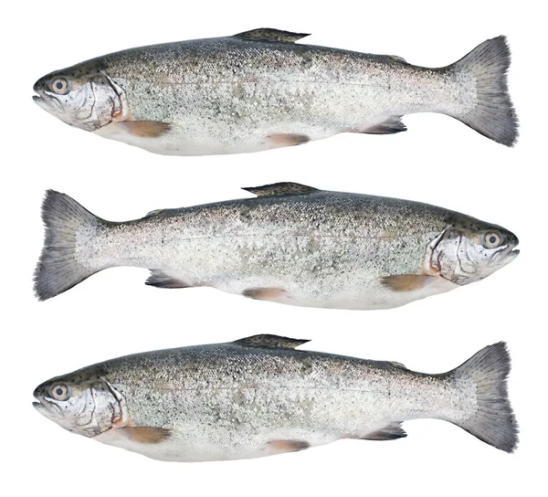 Tre färska öring fisk isolerade — Stockfoto