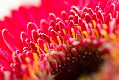 gerbera çiçek makro