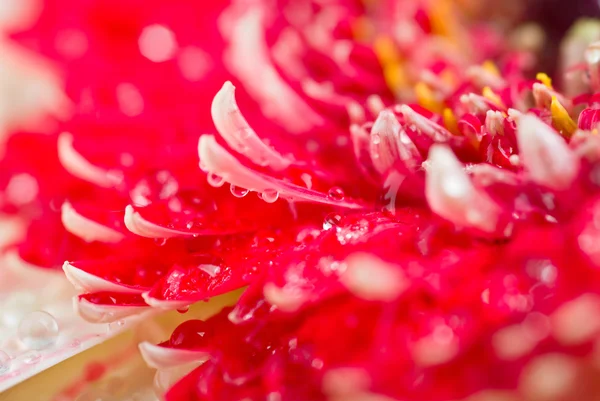 Macro foto di fiore — Foto Stock