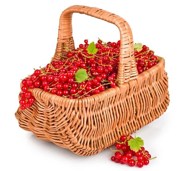 Groselhas vermelhas frescas em uma cesta — Fotografia de Stock