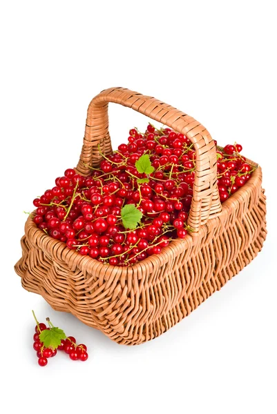 Zbiorów porzeczki czerwone jagody — Zdjęcie stockowe