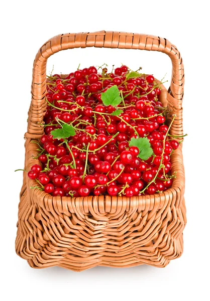 Zbiorów porzeczki czerwone jagody — Zdjęcie stockowe