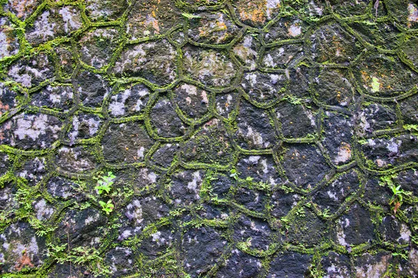 Зеленая стена мха — стоковое фото