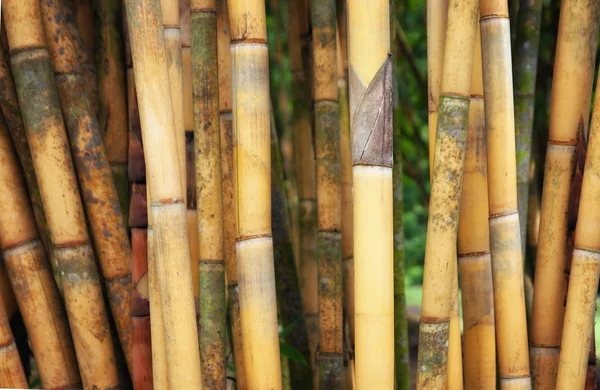Tall yellow bamboo — Stock Photo, Image