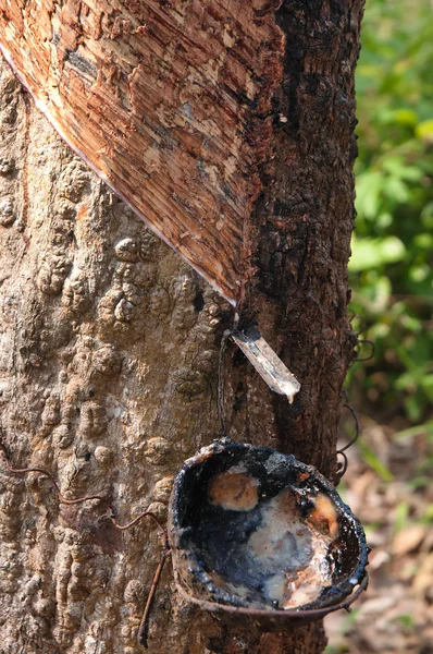 ゴム製木から収集ボウル — ストック写真