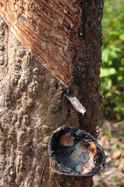 Stock image Bowl collecting from rubber trees