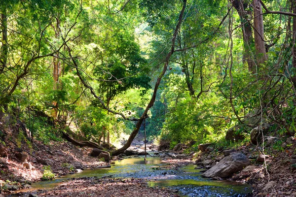 Річка через ліс — стокове фото