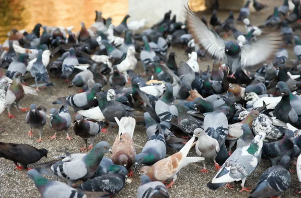 stock image Flock pigeons feeding