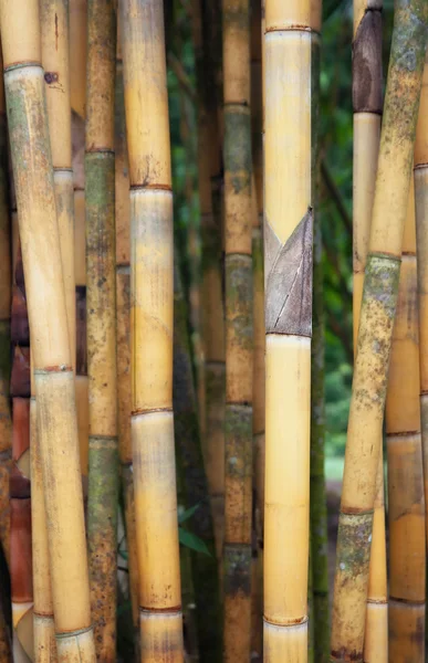 Високий жовтий бамбука — стокове фото