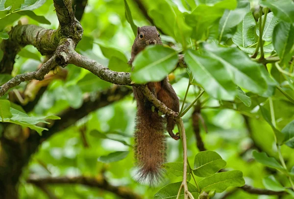 Squirrel in tree — Stock Photo, Image