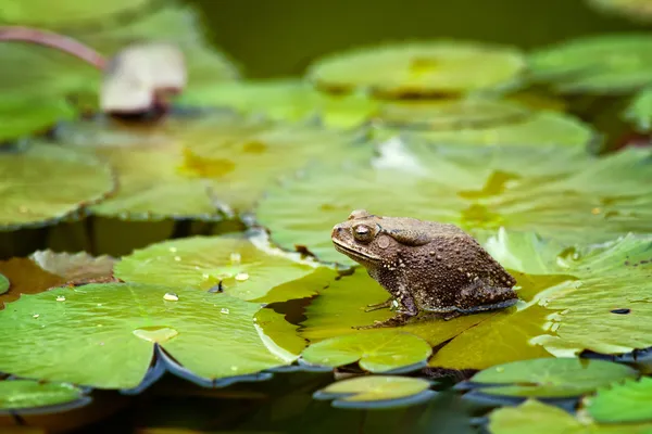 Frog op lilypad — Stockfoto
