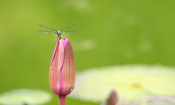 Dragonfly on a lily flower — Stock Photo, Image
