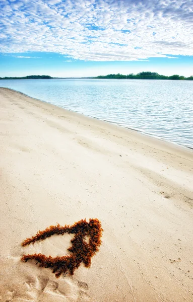 海藻在完美的海滩上 — 图库照片