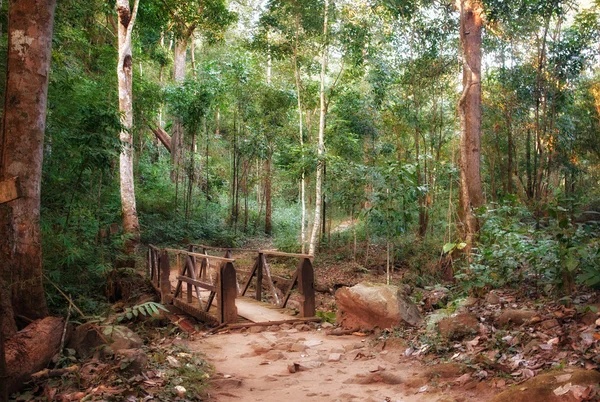Brug oversteken in het forest — Stockfoto