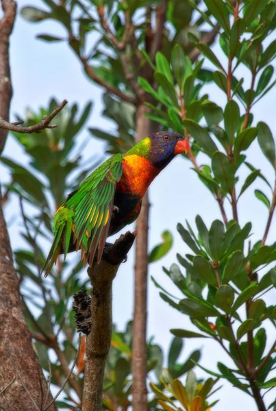 Rainbow lorikeet in tree — Stock Photo, Image
