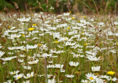 Field of flowers clipart