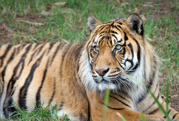 Sumatran tiger — Stockfoto