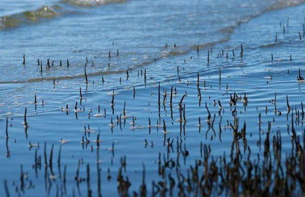 Racines de mangrove — Photo