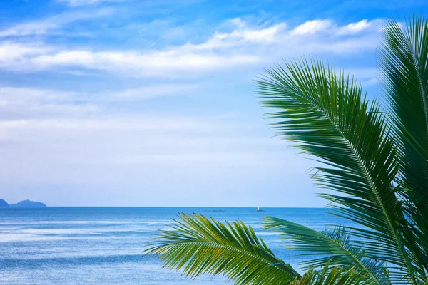 stock image Palm leaves and the sea