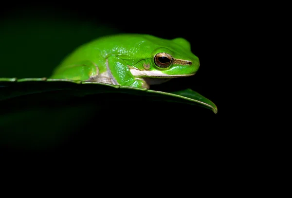 Mała żaba — Zdjęcie stockowe