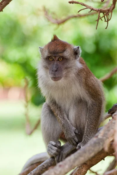 Macaque monkey Royalty Free Stock Images