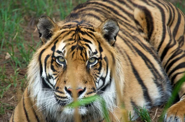 Sumatran tiger — Stockfoto