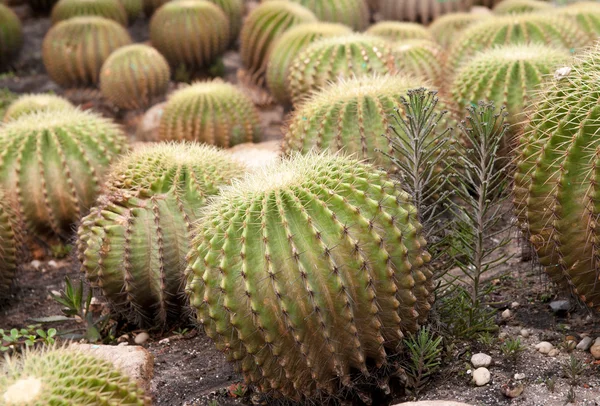 stock image Cacti plants