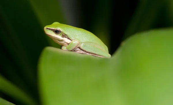 Yeşil ağaç kurbağası — Stok fotoğraf