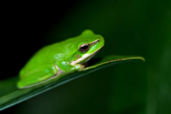 Küçük fallax kurbağa — Stok fotoğraf