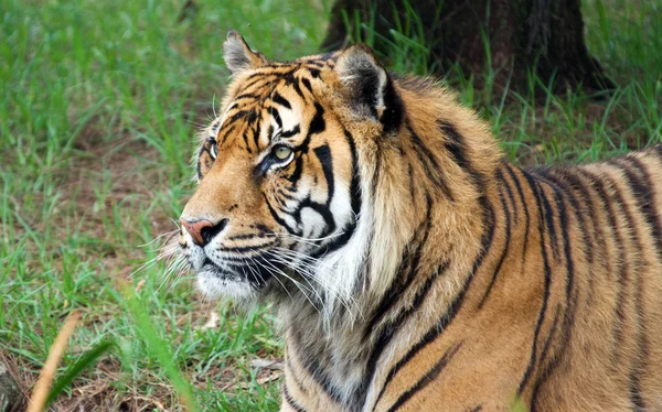 Sumatraanse tijger — Stockfoto