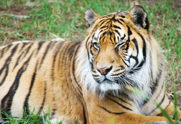 Tiger stalking — Stock Photo © RobHainer #24882971