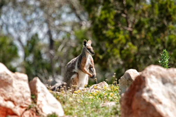 Żółty stąpający rock wallaby — Zdjęcie stockowe