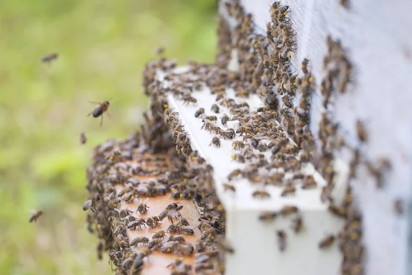 Μέλισσες σε κυψέλη. — Φωτογραφία Αρχείου