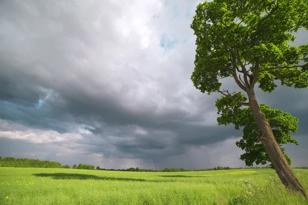 Fältet och moln. — Stockfoto