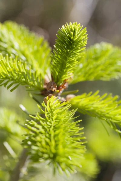 Young fir. — Stock Photo, Image